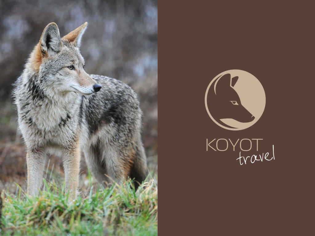 Изображение почему "koyot" ? Почему "KOYOT" ?